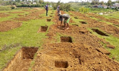 1.5 million trees on June 5, Meghalaya did it