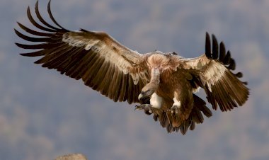 A Vulture Colony in Tripura soon